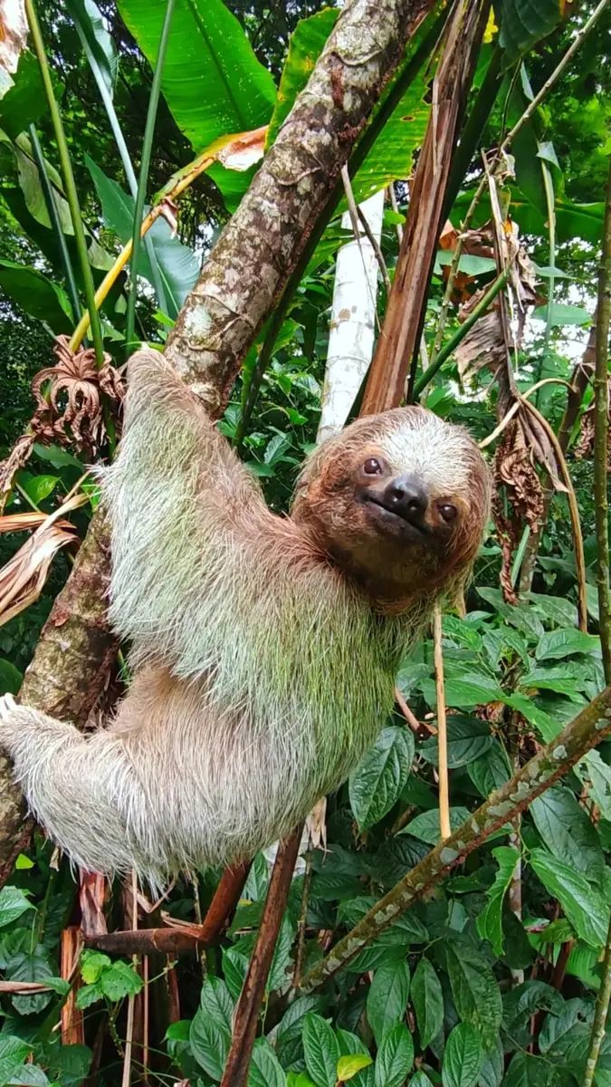 A three-toed sloth hanging from a tree trunk