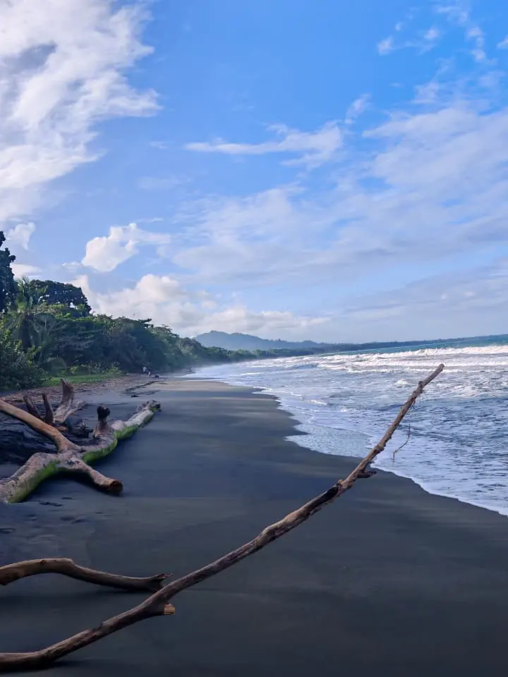 Arena negra y troncos de deriva en Playa Negra, Caribe Sur