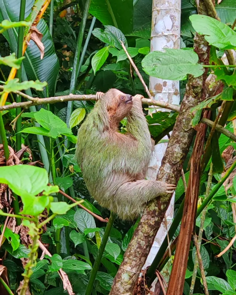 Perezoso de tres dedos trepando entre la vegetación en el Caribe Sur