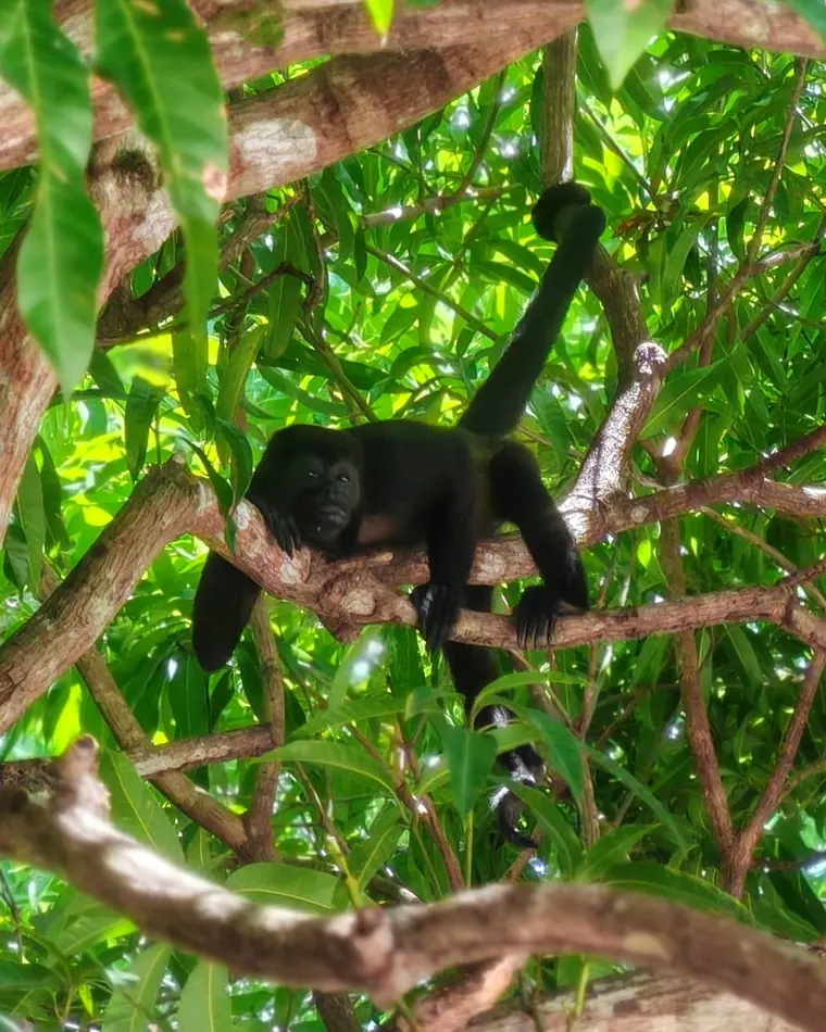 Mono congo descansando en un árbol de mango en Guanacaste