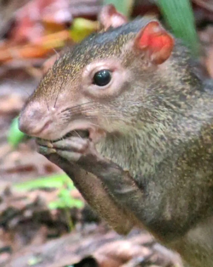 Guatusa comiendo a la orilla del sendero en Manuel Antonio