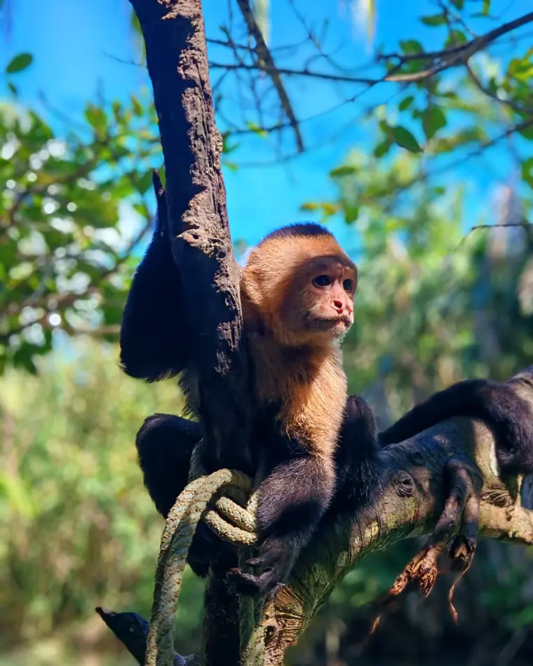 Mono carablanca sobre una rama en Manuel Antonio