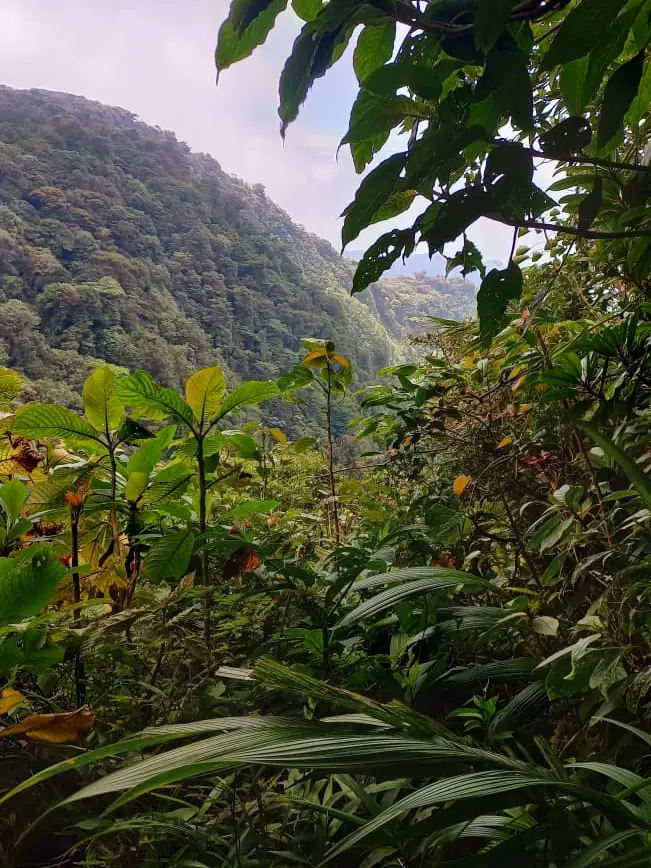 Bosque nuboso denso en las laderas de Monteverde