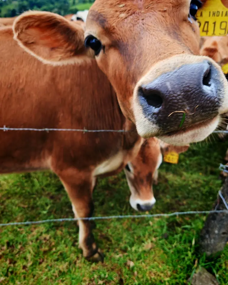 Vaca jersey asomando la nariz sobre la cerca en Monteverde