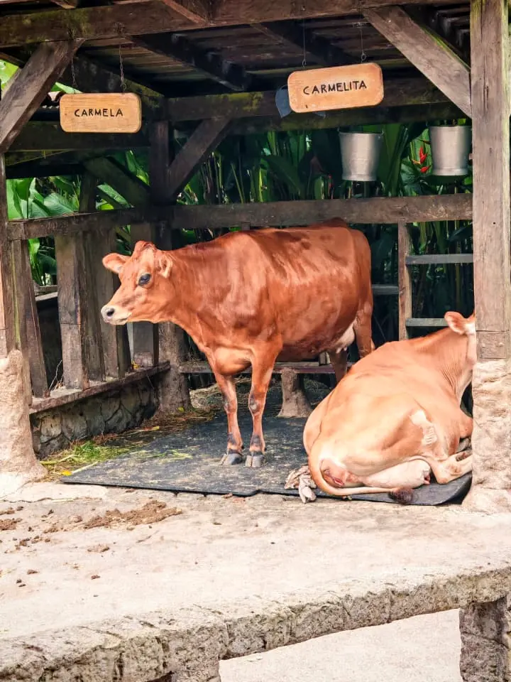 Establo lechero de Monteverde con dos vacas jersey y sus nombres, Carmela y Carmelita, en rótulos de madera