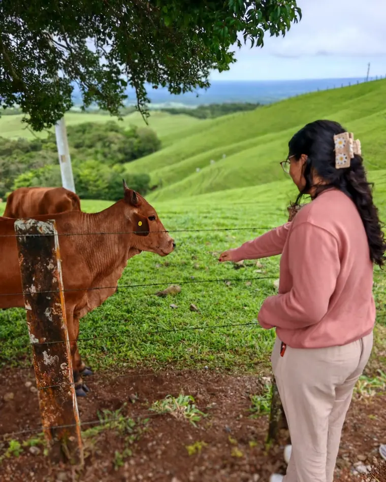 Niña saludando a una ternera jersey en un potrero de Monteverde con el Golfo de Nicoya al fondo
