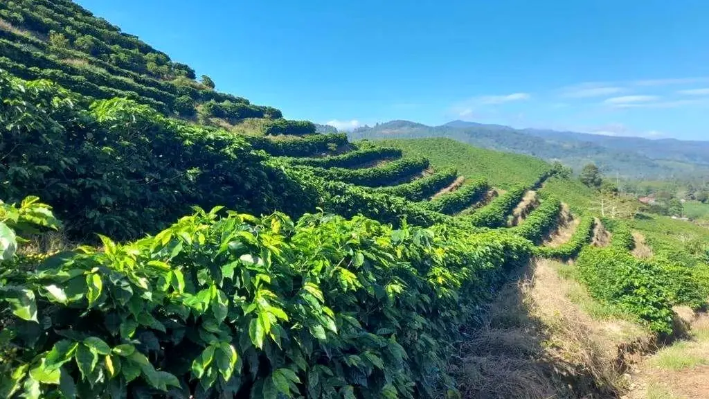 Hileras de café en ladera bajo cielo azul en Costa Rica