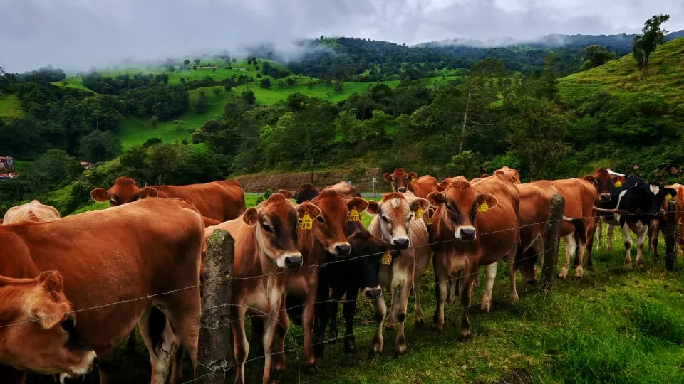 Fila de vacas jersey en una cerca de Monteverde con la montaña nublada detras
